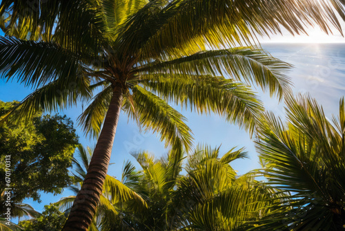 Digital photo of a the lush green foliage of a towering palm tree  with its broad fronds swaying in the ocean breeze. Wildlife concept of ecological environment