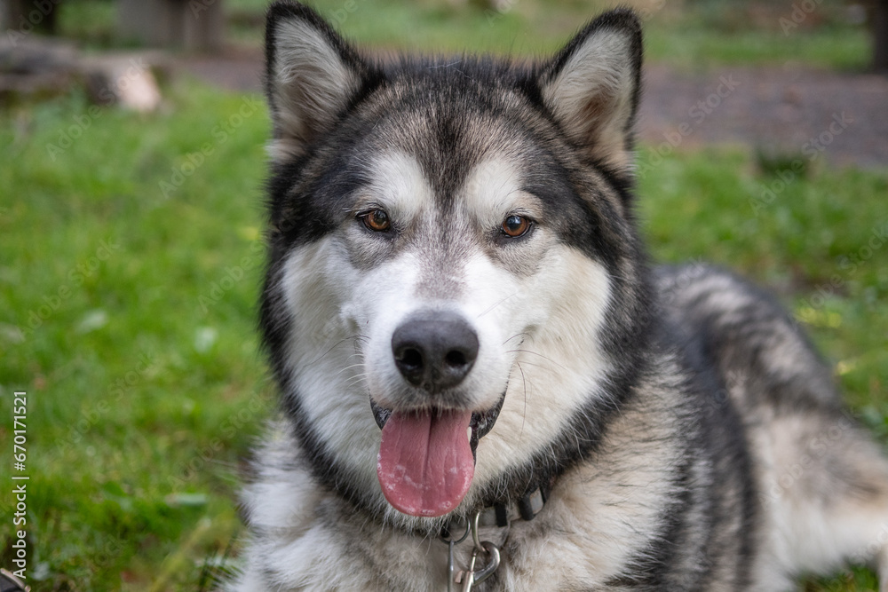 chien, malamute, alaska, husky, animal, sibérien, animal de compagnie, portrait, forêt, nature, canidae, blanc, fourrure, joli, race, chiot, alaskan malamute, alaskain, mammifère, yeux, husky sibérien