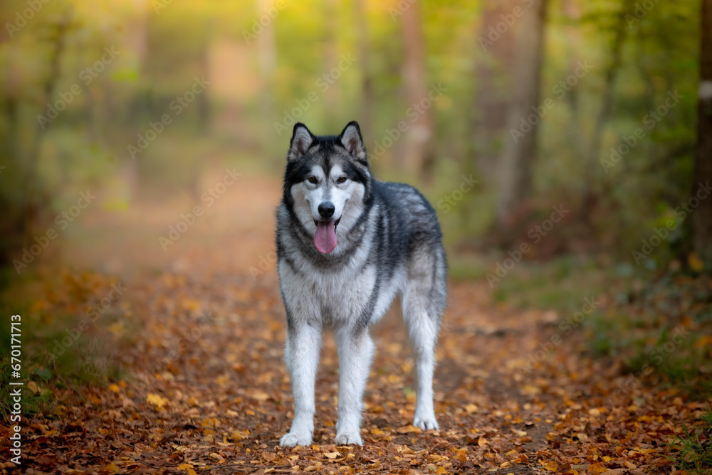 Obraz premium Un chien de race malamute de l'Alaska dans la forêt 
