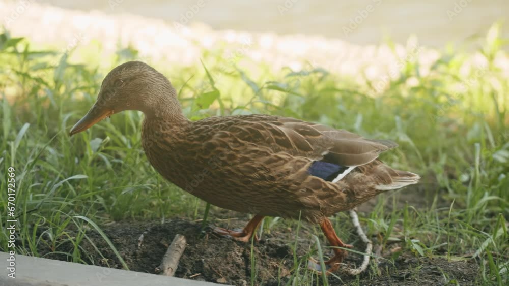 Duck swimming on the beautiful lake close-up. The sun falls on a pond in a lovely park. A view of water with sunshine
