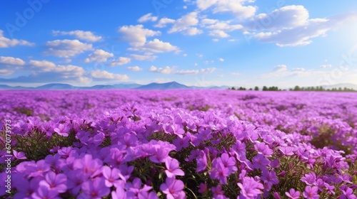 A panoramic view of a Velvet Vinca field in full bloom, stretching to the horizon.