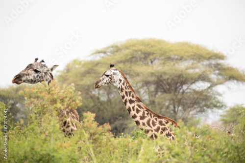 Fototapeta Naklejka Na Ścianę i Meble -  Head of wild giraffe above tall trees of savannah