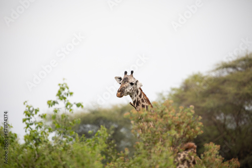 Fototapeta Naklejka Na Ścianę i Meble -  Head of wild giraffe above tall trees of savannah