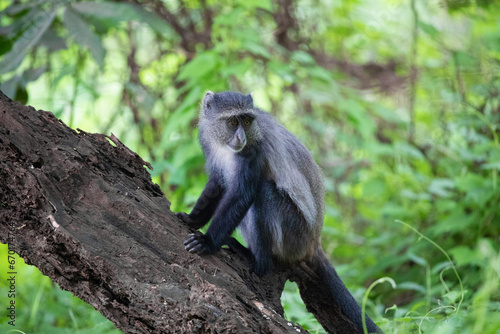 blue monkey or diademed monkey (Cercopithecus mitis)