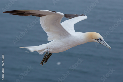 Northern Gannet (Morus bassanus) in flight over the sea.