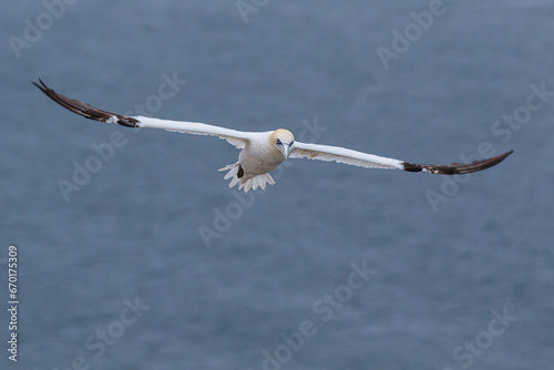 Northern Gannet (Morus bassanus) in flight over the sea.