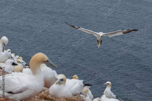 Northern Gannet (Morus bassanus) in flight over the sea.