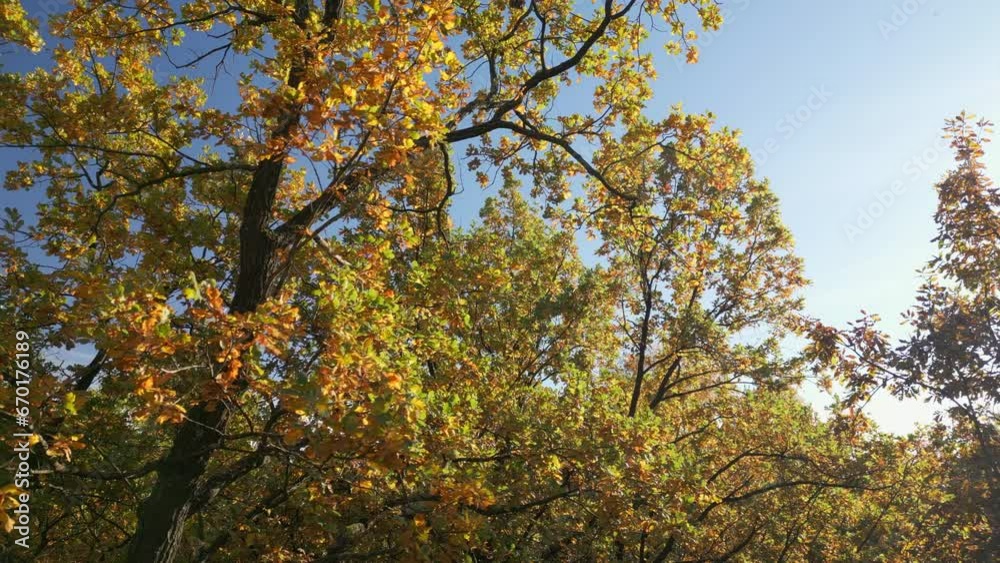 Autumn nature forest landscape. Autumn is in full swing. Flight through the magnificent autumn forest with red and orange trees. Autumn in the park. Sun rays make their way through foliage. Autumn nature forest landscape. Autumn is in full swing. Flight through the magnificent autumn forest with red and orange trees. Autumn in the park. Sun rays make their way through foliage.