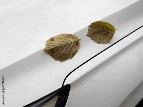 Autumn day, falling leaves on the rain-soaked hood of the car.