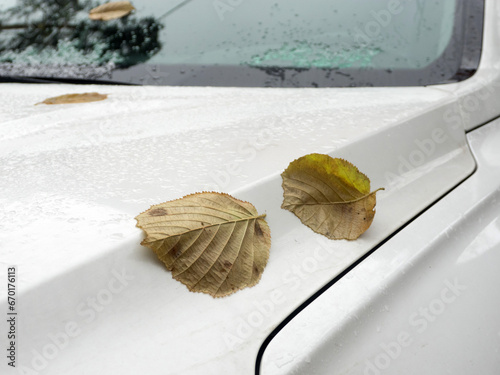 Autumn day, falling leaves on the rain-soaked hood of the car.