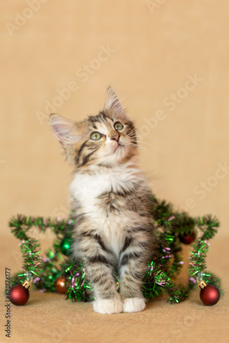 Brown Tabby Kitten playing with Christmas tree tinsel holiday decorations, tangled up in it, brown burlap background.