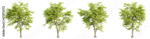 set of trees 3D rendering with transparent background, for illustration, digital composition, architecture visualization