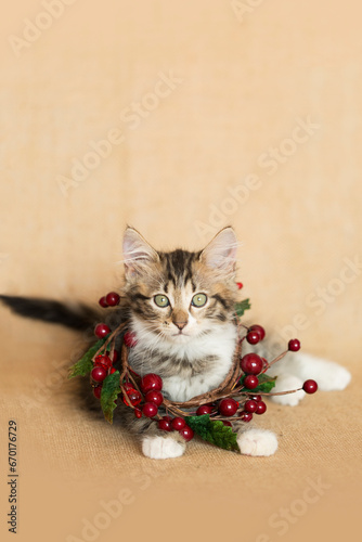 Photo of a Brown Tabby Kitten wearing a red cranberry wreath around its neck, a Christmas winter holiday decoration sitting on a  brown burlap background.