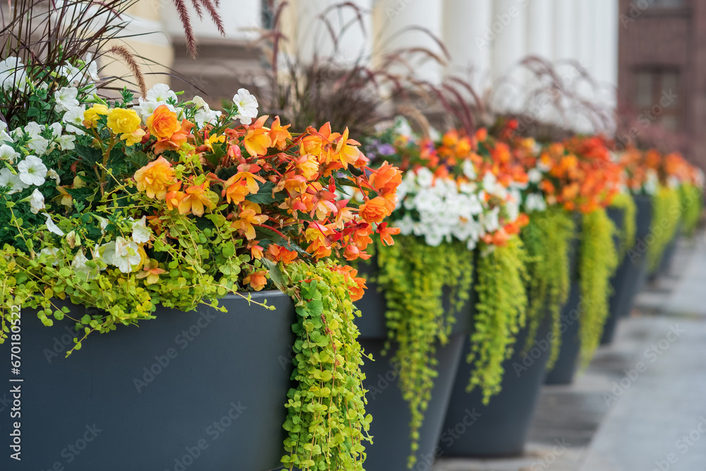 background with flowers in flowerpots outdoor close-up, landscape design element