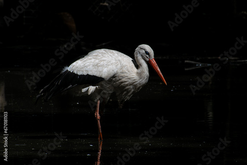 stork in the water