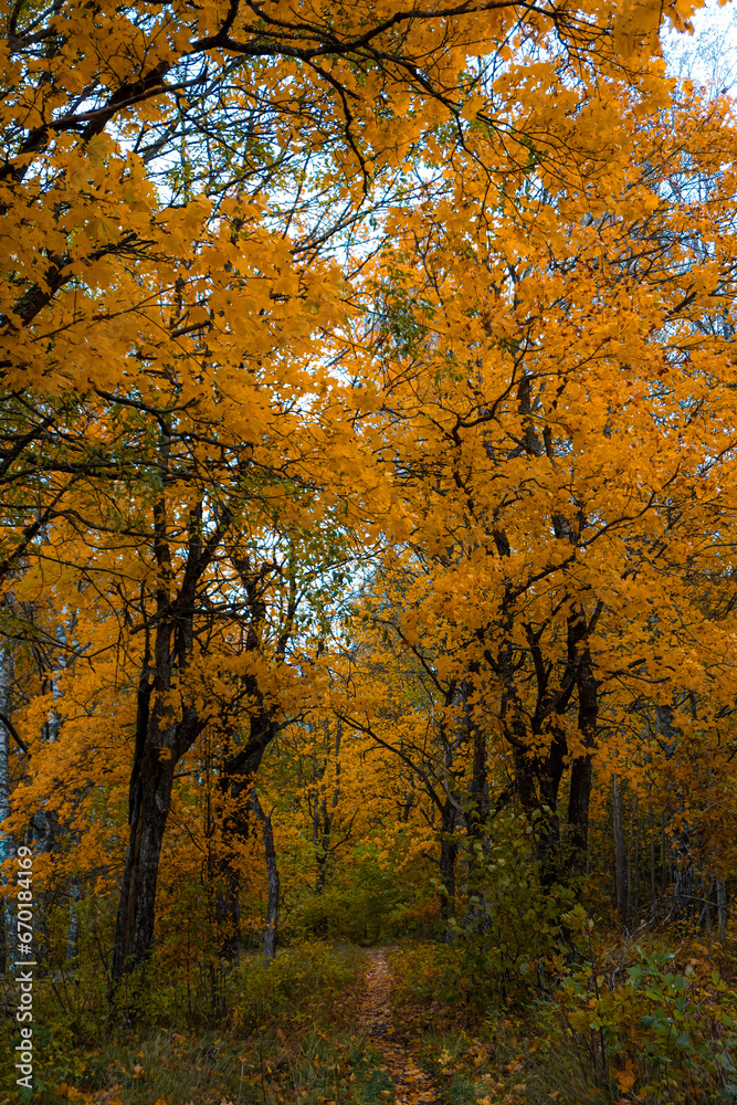 Trees in forest during autumn