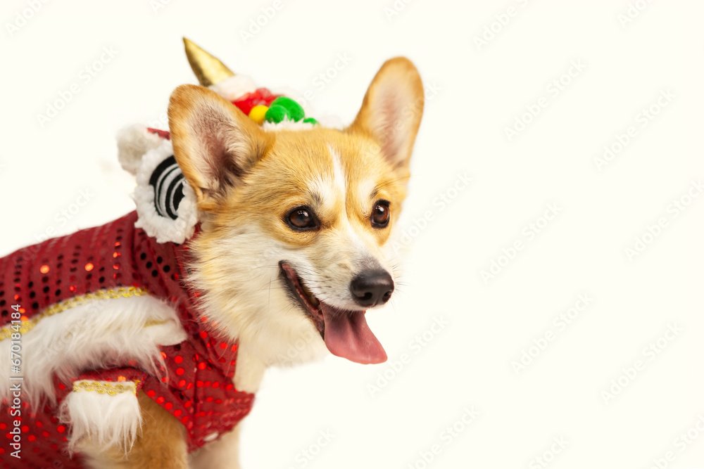 Welsh Corgi dog wearing a Chinese dragon costume, on an isolated background, studio shot. Symbol of the year according to the Chinese calendar. Year of the Dragon. New Year 2024.