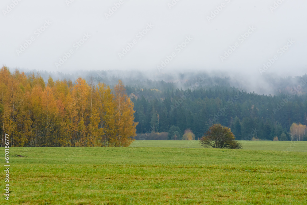 Fototapeta premium beautiful autumn view in the valley with yellow birch trees, green grass and misty clouds over the trees in the distanc