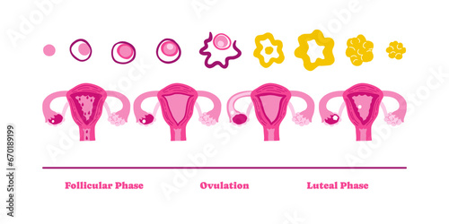 Menstrual cycle stages infographic illustration. Female uterus, woman. Vector illustration in flat style.