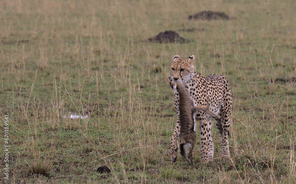 cheetah walking in the wild savannah of the masai mara, kenya, with baby thompson gazelle kill in mouth cheetah walking in the wild savannah of the masai mara, kenya, with baby thompson gazelle kill in mouth
