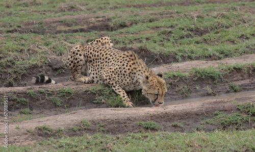 thirsty cheetah kneeling down on the ground by a dirt road drinking water from a puddle in the wild masai mara, kenya