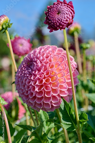 dahlia Jowey Winnie with leaves, buds and small flowers