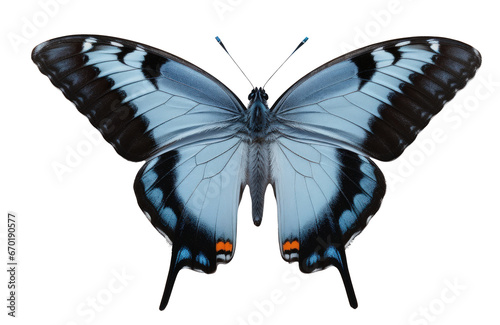 beautiful blue swallowtail butterfly isolated on transparent background, white background, png