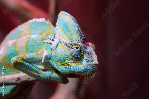 Chameleon - lizard adapted to an arboreal lifestyle, change body color © Harmony Video Pro