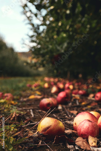 Rotten Fallen Apples on the Ground | Apple Orchard in the Fall
