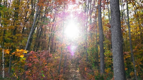 Forest with slow zoom effect, beautiful color of leaves on trees, red, yellow, green, warm light of the sun