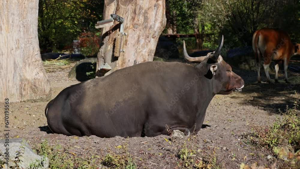 Banteng, Bos javanicus or Red Bull. It is a type of wild cattle But there are key characteristics that are different from cattle and bison: a white band bottom in both males and females.
