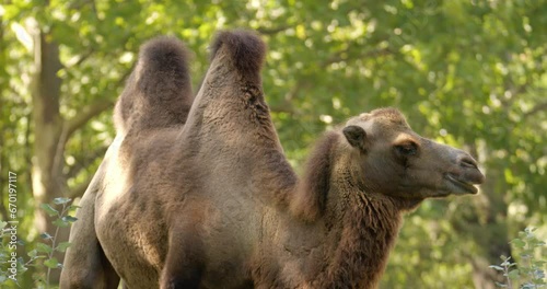 Close up shot of camel's humps