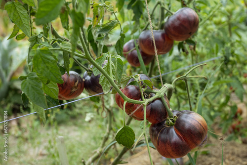 Ripe dark tomatoes grow on the bed