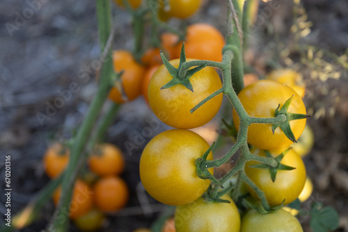 close-up ripe yellow cherry tomatoes grow in the garden