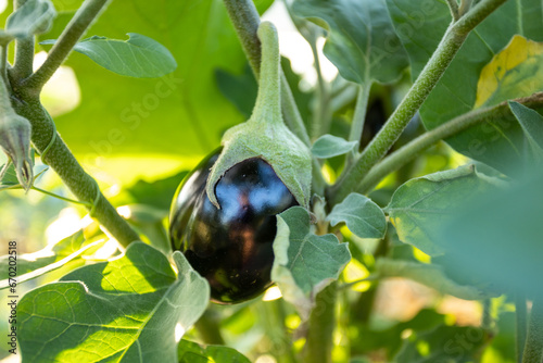 Eggplant plant growing in garden ready to harvest. 