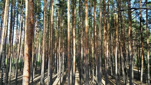 Flying drone in the forest with slow zoom effect, hot sunny summer light