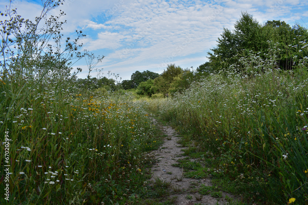 path in the meadow path in the meadow