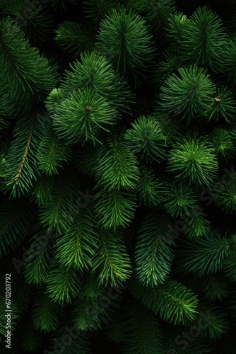 A close up view of a bunch of pine trees. This image can be used to depict nature  forests  or outdoor landscapes.