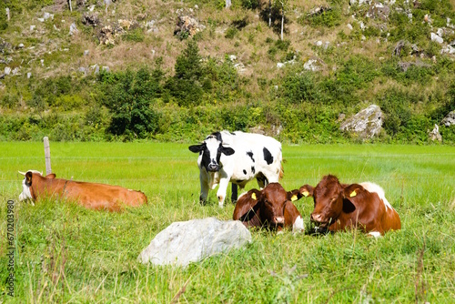 Fleckvieh und schwarz-weiß Kuh auf der Weide photo