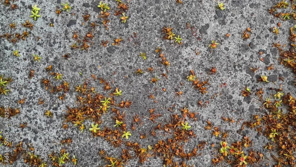 4k Blossom petals on the concrete floor textured with copy space for text 4k Blossom petals on the concrete floor textured with copy space for text