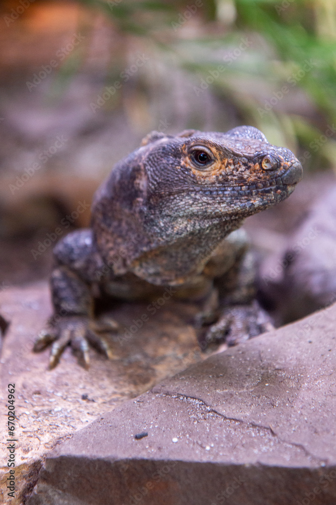 Fototapeta premium black iguana also black ctenosaur also black spiny-tailed iguana (in german Gemeiner Schwarzleguan) Ctenosaura similis
