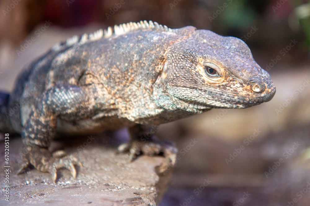 black iguana also black ctenosaur also black spiny-tailed iguana (in german Gemeiner Schwarzleguan) Ctenosaura similis black iguana also black ctenosaur also black spiny-tailed iguana (in german Gemeiner Schwarzleguan) Ctenosaura similis