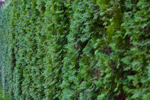 Thuja hedge texture. Gardening hedge background. Selective focus.