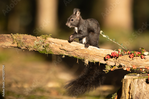 Eichhörnchen 2023