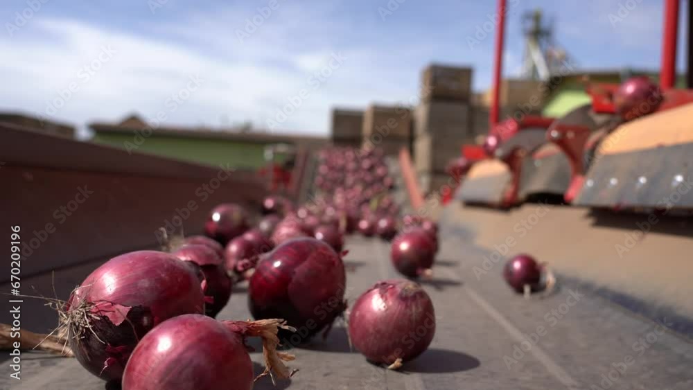 Red Onions Moving Along Conveyor Belt of the Onion Bulb Grading and