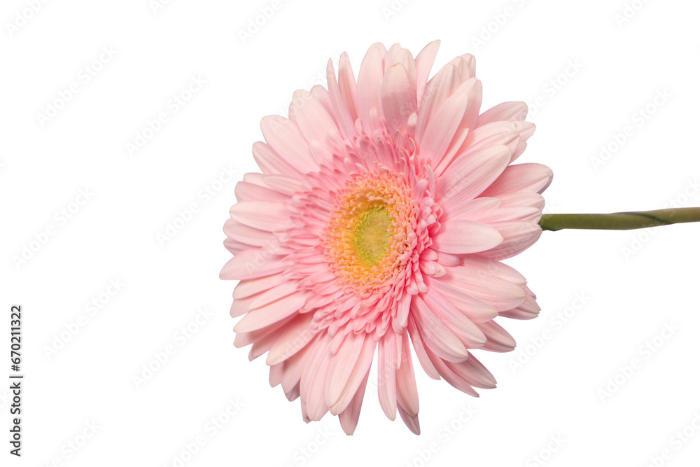 Bright pink gerbera daisy flower isolated on a white.