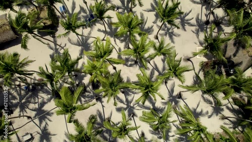 Caribbean White Sand Beach on a Tropical Island with Palm Trees and Blue Water (Aerial Drone View in 4k)