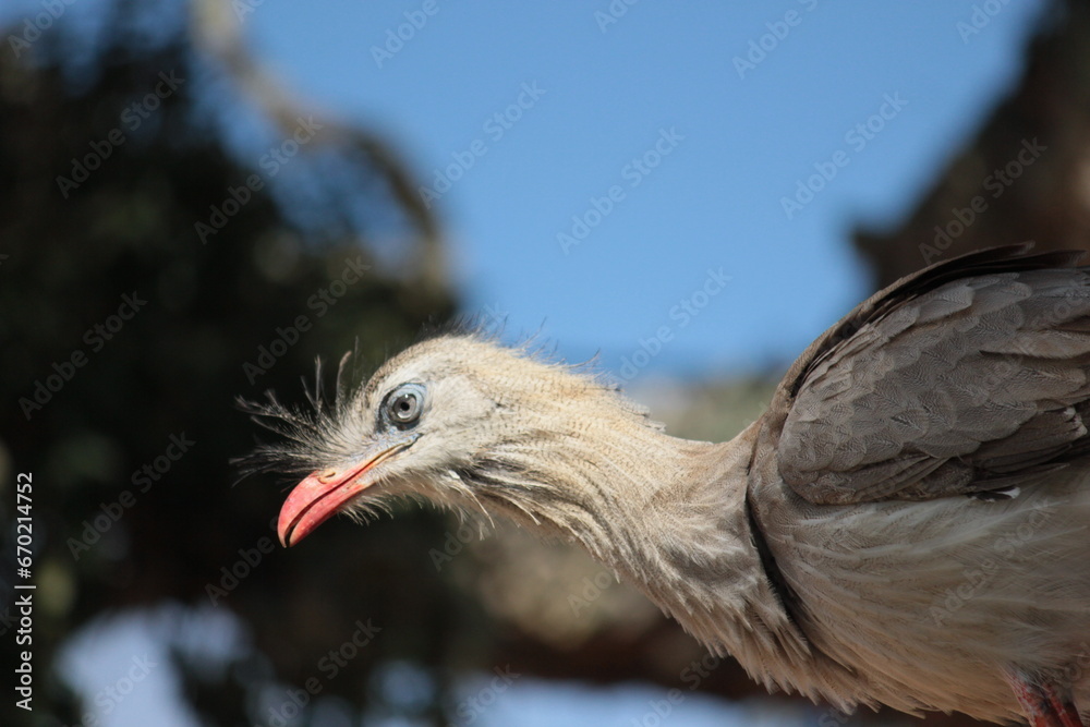 Obraz premium seriema