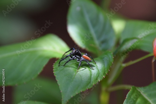 tiny black and red jumping spider under sunlight with green leaves background