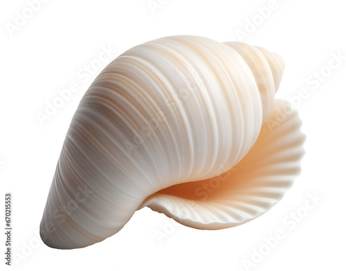 Smooth imaginary seashell, isolated on white background, for use as decoration element